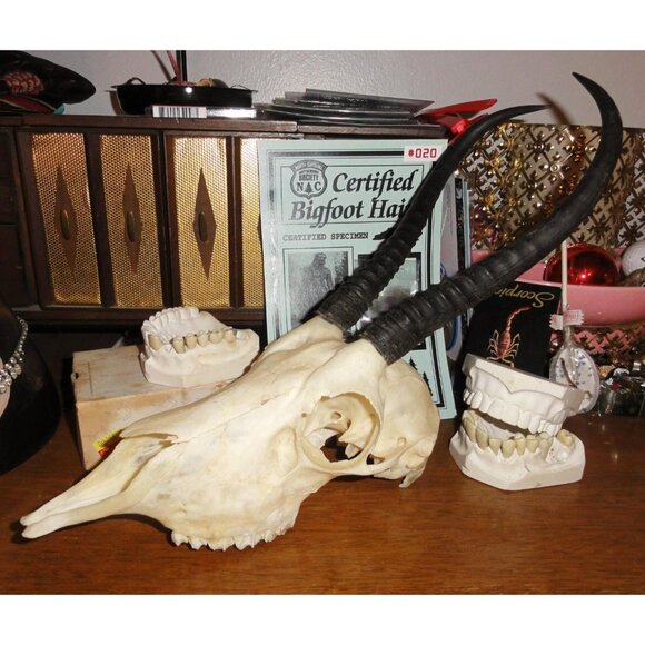 Real Springbok Skull taxidermy oddity curiosity goth gothic - Picture 8 of 16